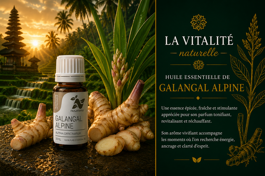 Alpine galangal — Indonesia 10ml