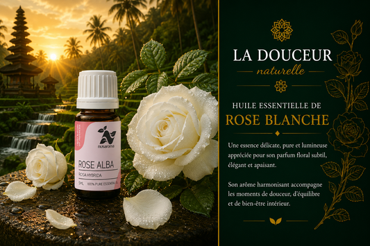 White rose — precious harmony