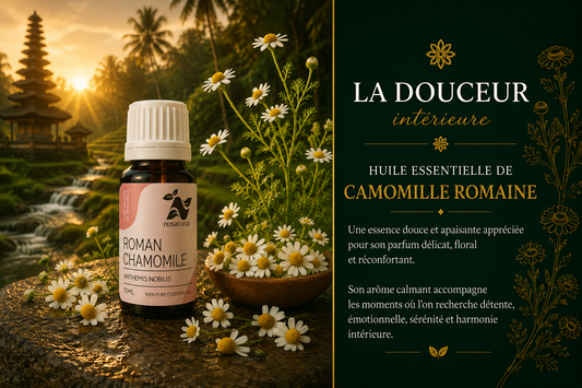 Chamomile — soothing sweetness