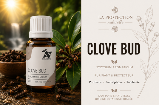 Clove — stimulating warmth