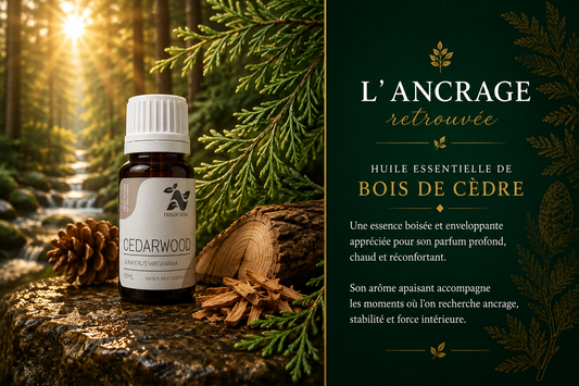 Cedar — woody warmth