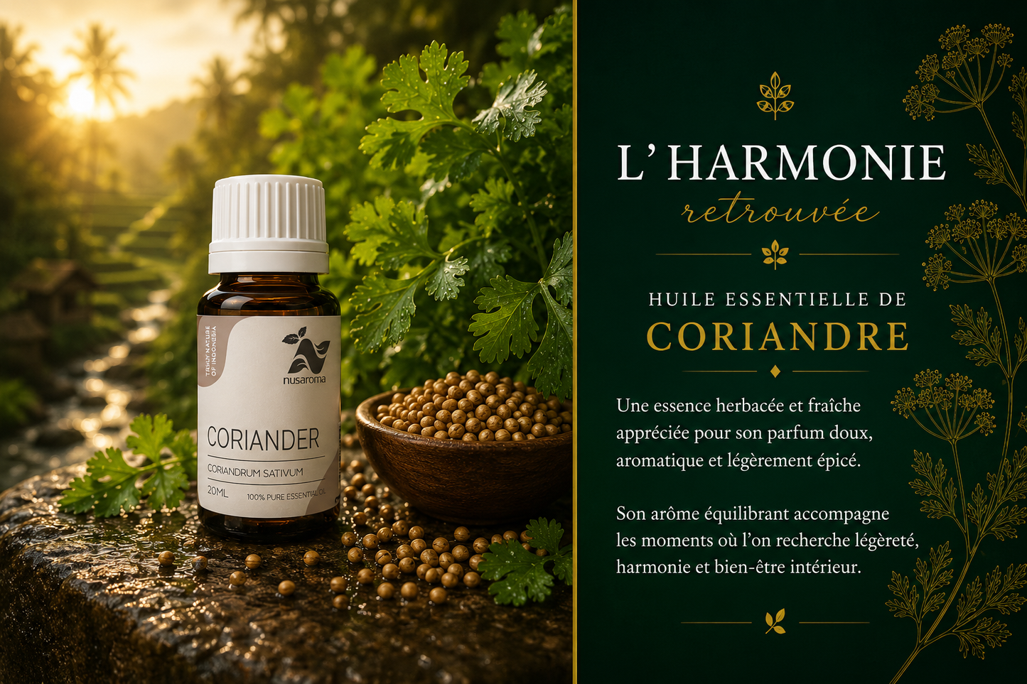 Coriandre — harmonie digestive-20ml-