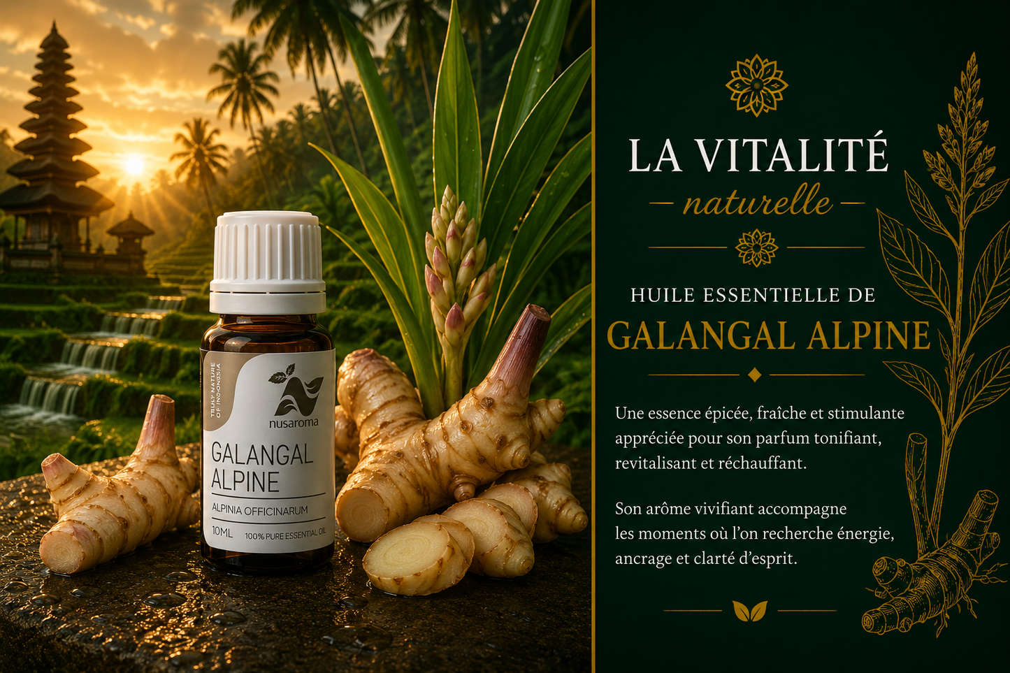 Galangal alpine — Indonésie-10ml-