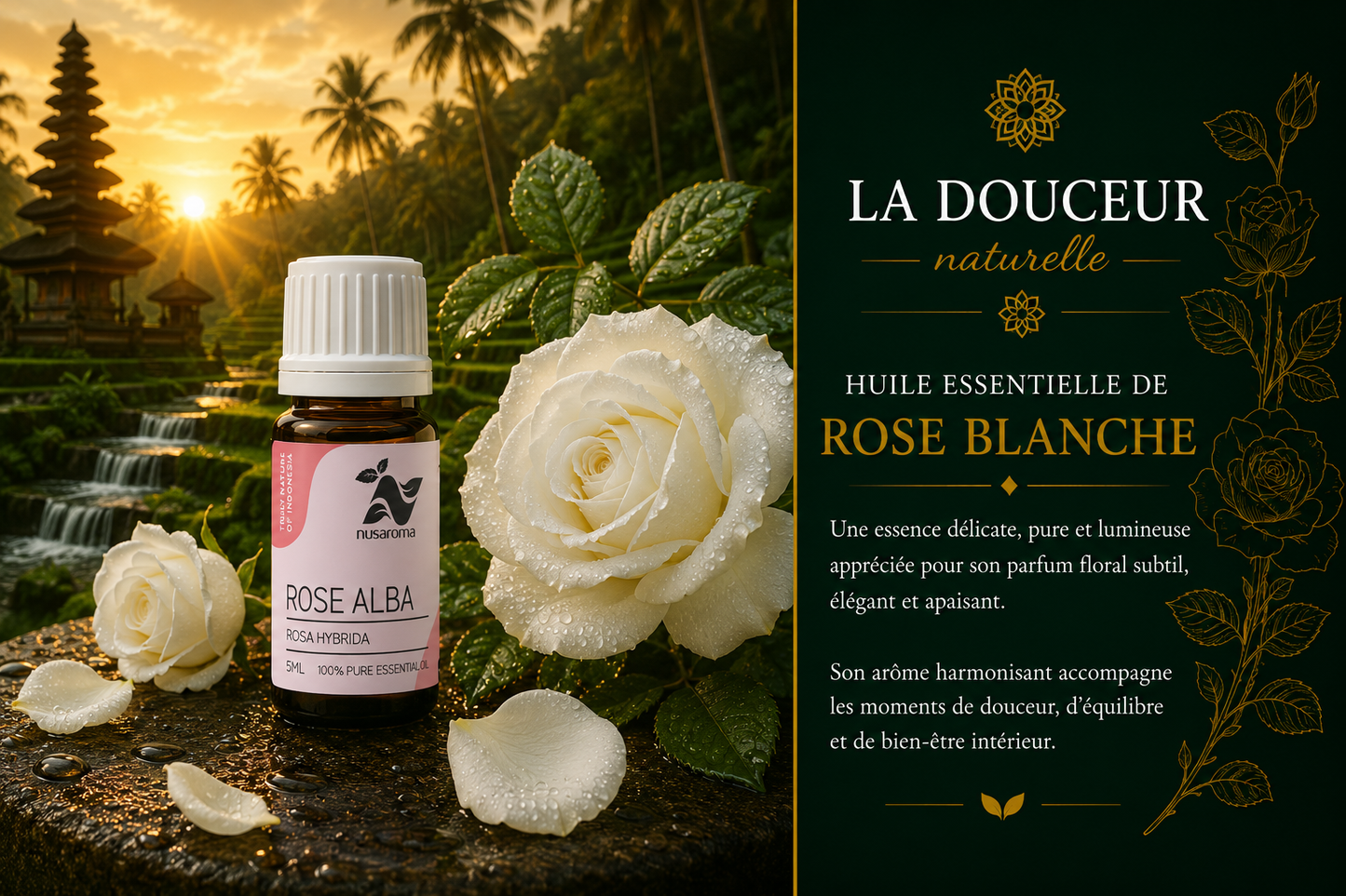 White rose — precious harmony