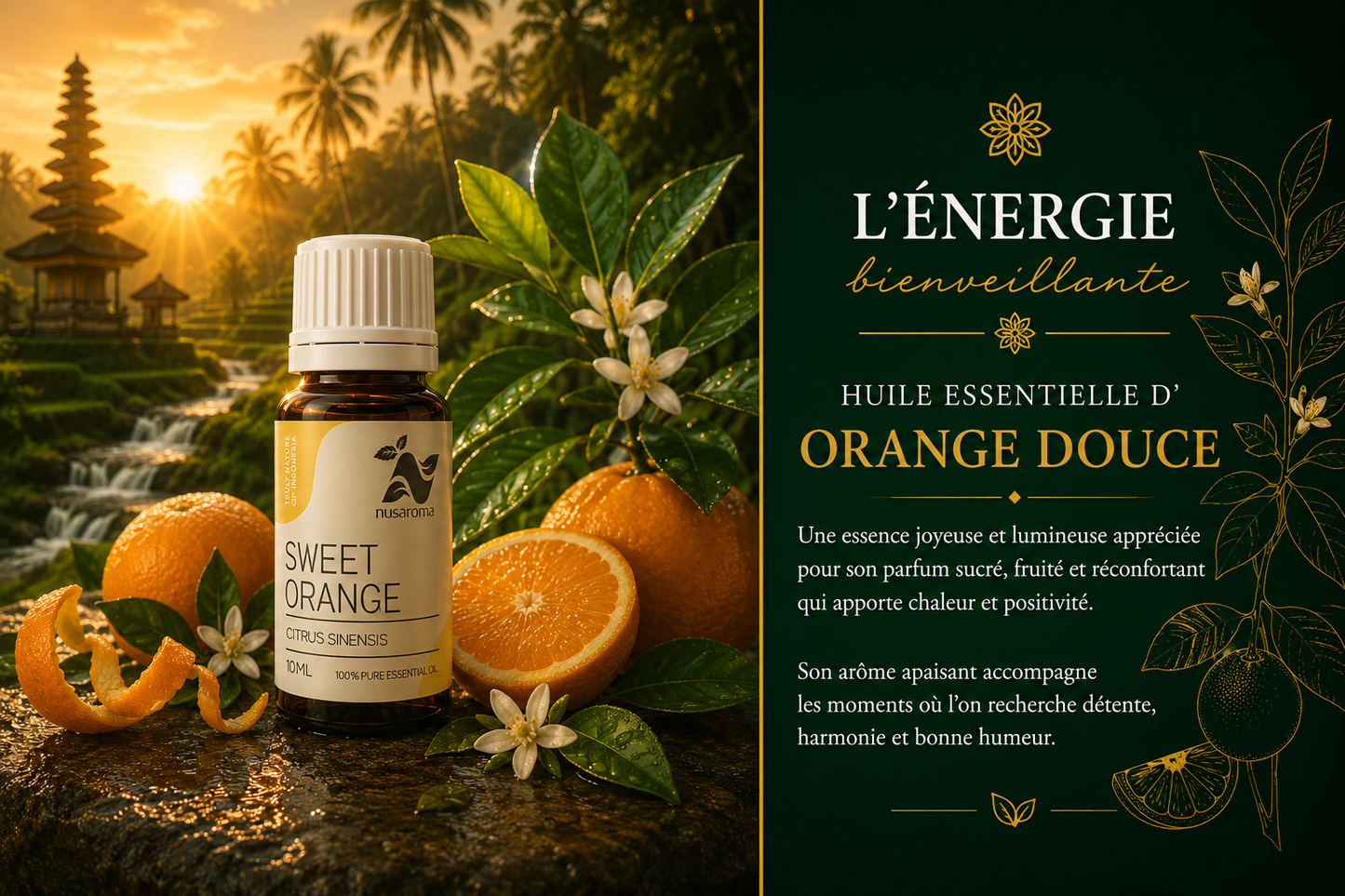Sweet orange — sunny joy
