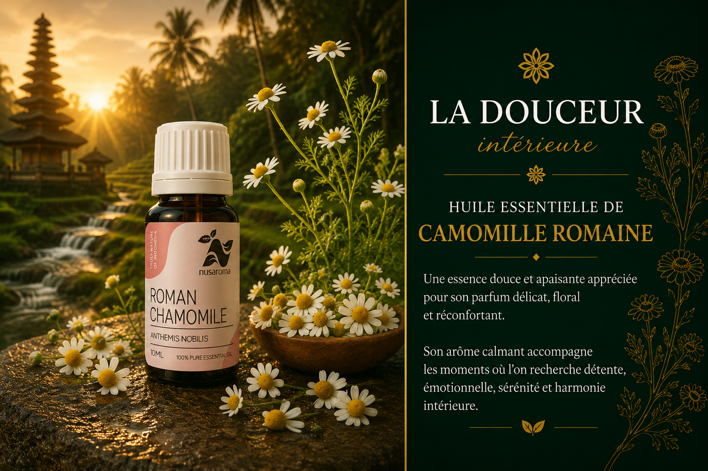 Chamomile — soothing sweetness