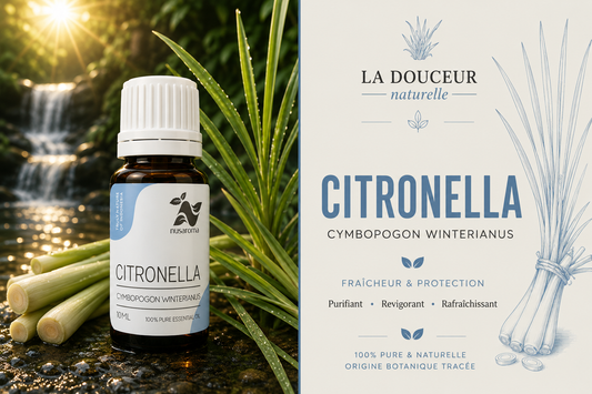 Citronnelle — fraîcheur purifiante-10ml-