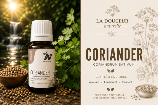 Coriander — digestive harmony